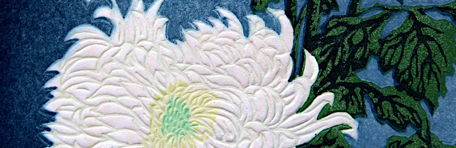 Chrysanthemen Nahaufnahme